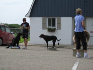 remote collar dog training school