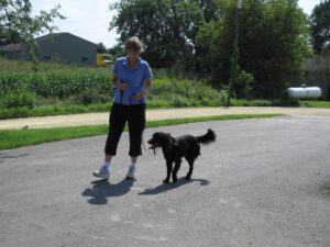 remote collar dog training shelter dogs