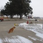 electronic collar fence boundary dog training