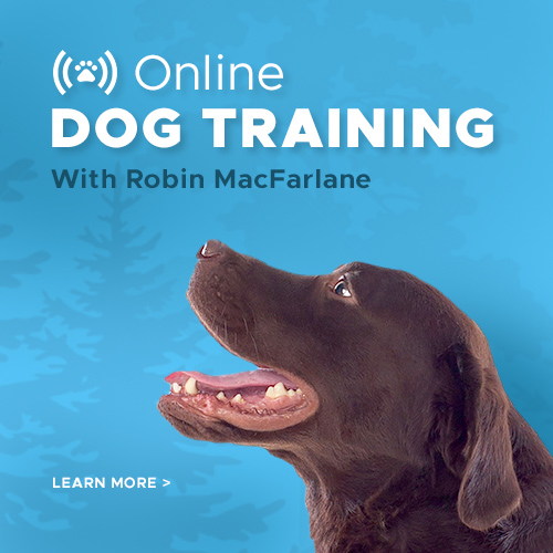 Online Dog Training with Robin MacFarlane