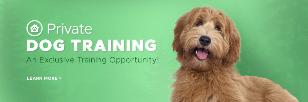 Private Dog Training, an exclusive training opportunity