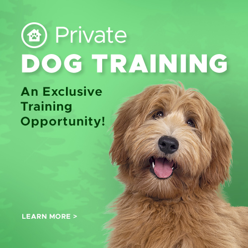 Private Dog Training, an exclusive training opportunity